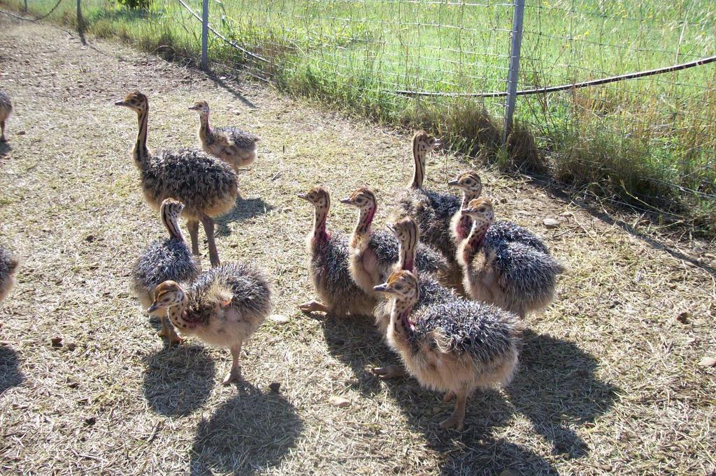 Les Roulottes-Gites De La Ferme De L'Autruche Dromoise Livron-sur-Drôme Kültér fotó